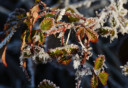 frost, frozen, leaves, cold, winter, iced, hoarfrost