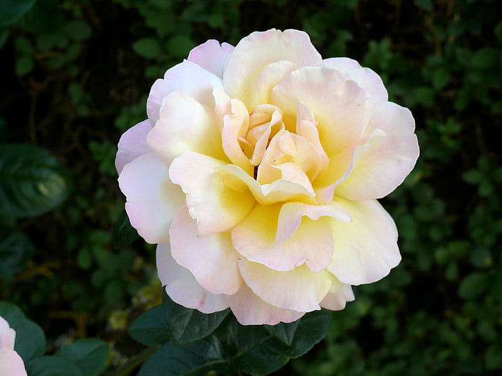 rose, yellow, flower, nature, garden, bloom