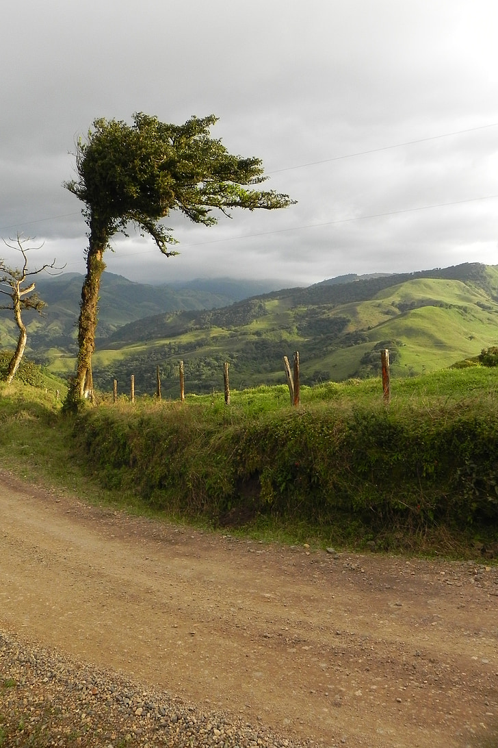 fa, táj, Costa Rica, hegyi, növényzet