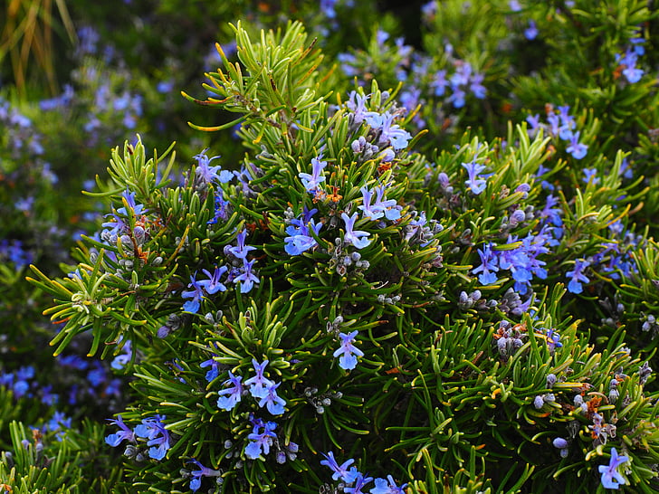 rosemary, flowers, blue, violet, rosmarinus officinalis, rosmarinus, semi shrub