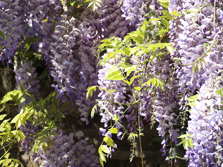 blue rain, wisteria, flowers, purple, rank plant