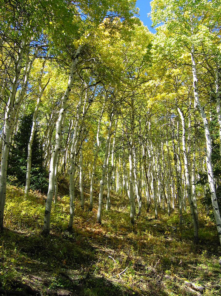 drzewa, lasu, jesień, upadek, błękitne niebo, Natura, Aspen