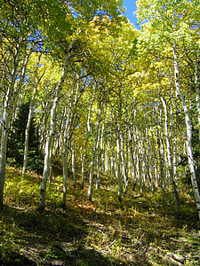 medžiai, miško, rudenį, rudenį, mėlynas dangus, Gamta, Aspen