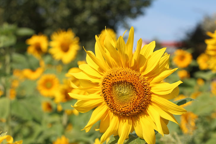 Sun flower, urodziny bukiet, Słonecznikowe pole, jasne, kwiaty, Żółty kwiat, Zamknij