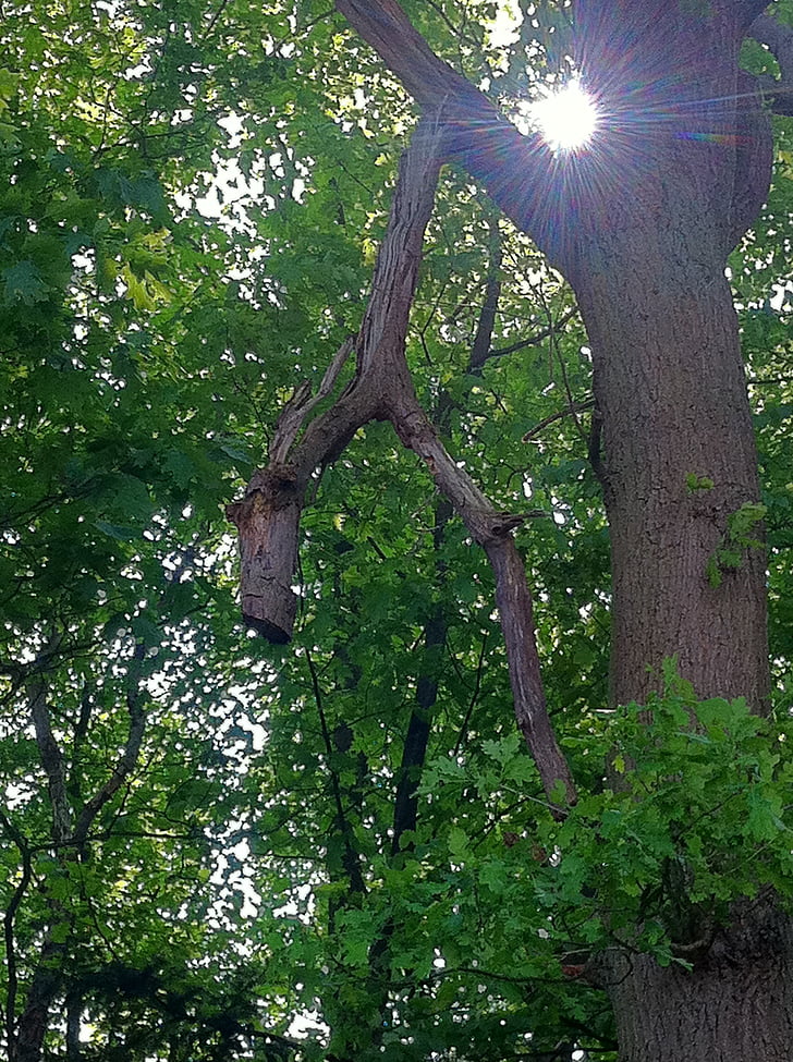 forest, tree, nature, sun
