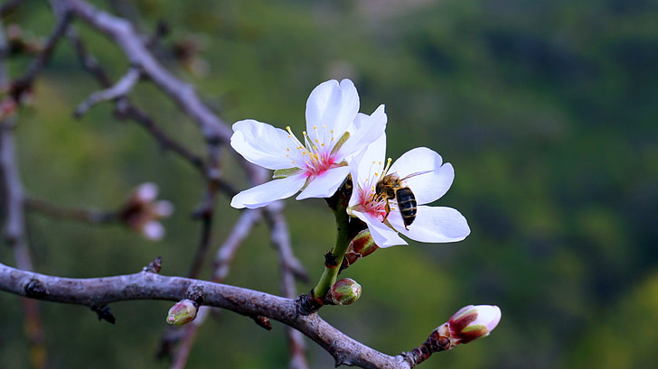 almond bunga, musim semi, berbunga, mekar, almond cabang mekar, pohon almond alam