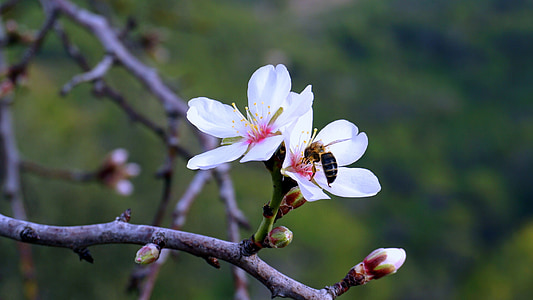 mandel blomster, våren, blomstrende, blomst, mandel gren i blomst, Almond treet natur