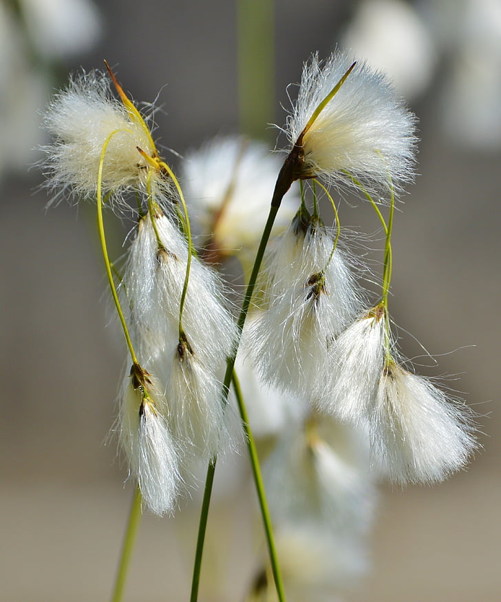 Bodensee-the-beach hair grass, Deschampsia littoralis, bloem, plant, witte bloesem, natuur, Blossom