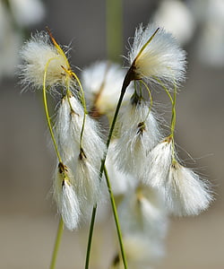 grama de cabelo de Bodensee-da-praia, Deschampsia littoralis, flor, planta, flor branca, natureza, flor