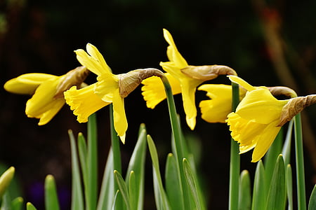 osterglocken, Daffodils, kuning, musim semi, Blossom, mekar, bunga