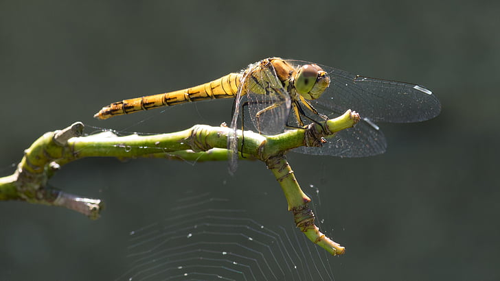 Dragonfly, zahrada, žlutá, hmyz, anisopteran, Příroda, zvíře