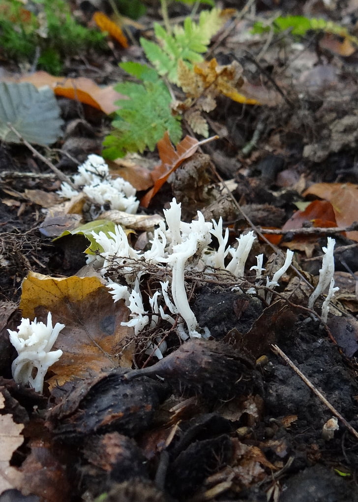 mushroom, forest, europe, forest floor, leaves, moss, spruce