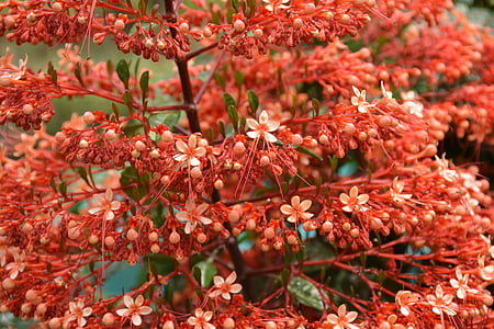 flor de Pagoda, naranja, flor, naturaleza, flora, flor de naranja, rojo