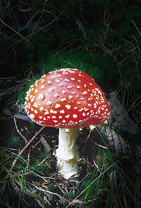 alam, jamur, hutan, musim gugur, beracun, layar jamur, lamellar