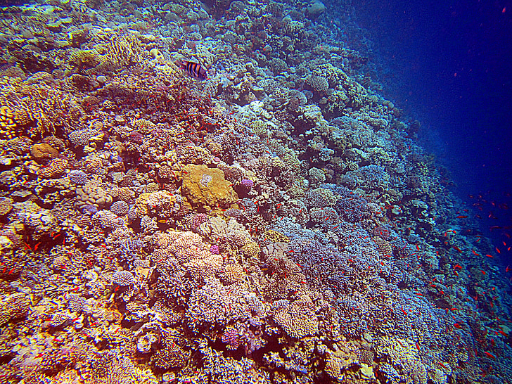 Coral, mar vermelho, Egito, Recifes de corais, colorido, mergulho, debaixo d'água
