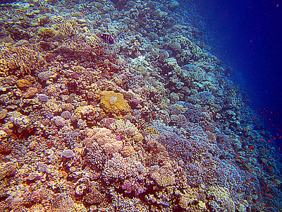 Coral, Rødehavet, Egypt, korallrev, fargerike, dykking, undervanns