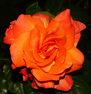 λουλούδι, άνθος, άνθιση, πορτοκαλί, Κλείστε, χρώμα, πολύχρωμο