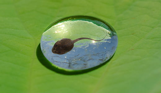 tadpole, water, drop, leaf, frog, toad, wet