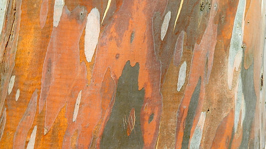 struktur, Tree bark, tekstur, baggrunde, mønster, gamle, abstrakt