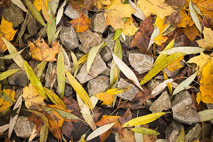 blade, løv, brændeovne, efterår, lang, Willow