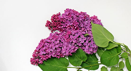 lilac, lilac branch, bloom, branch, purple, violet, flower