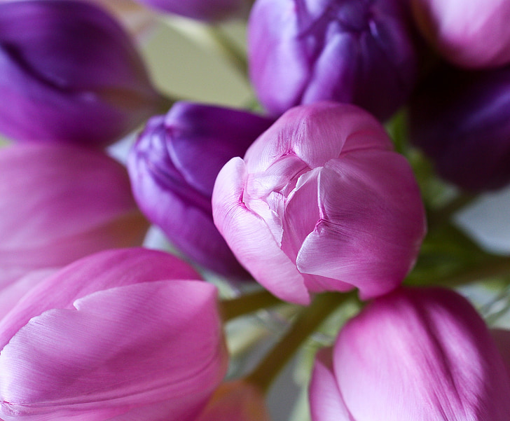 tulpe, puķe, ziedi, e, Violeta, rozā, skaists