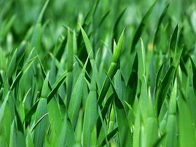 herba, brins d'herba, natura, Prat, tancar, verd
