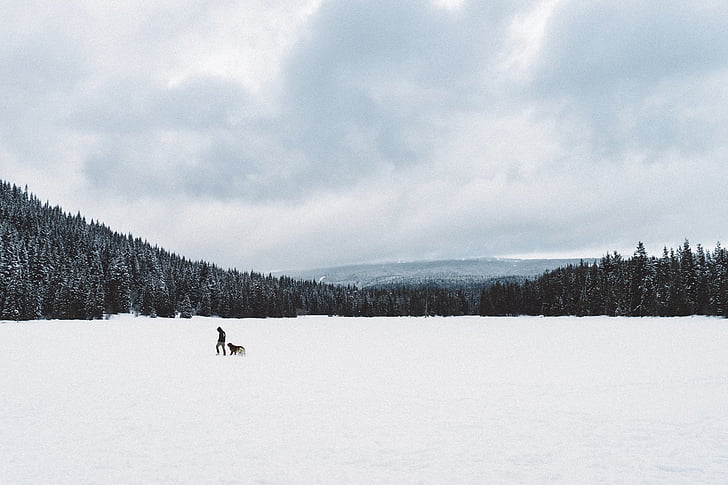 kalns, ainava, vīrietis, suns, dzīvnieku, sniega, koki