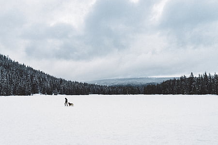 βουνό, τοπίο, ο άνθρωπος, σκύλος, ζώο, χιόνι, δέντρα