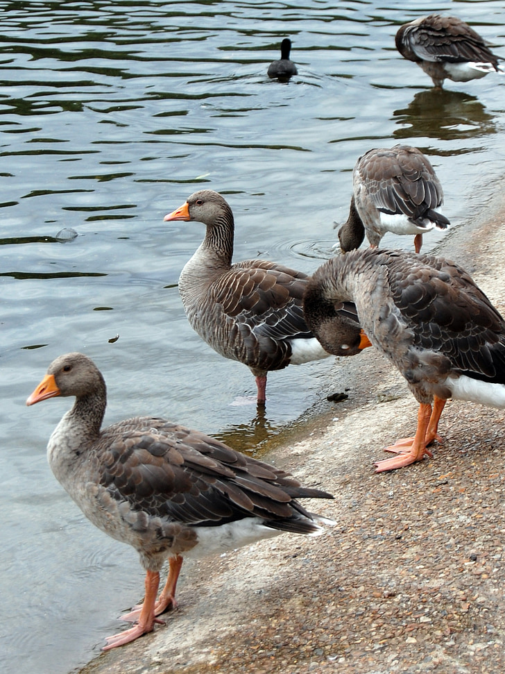 ducks, pond, water, bird, lake, water bird, animal