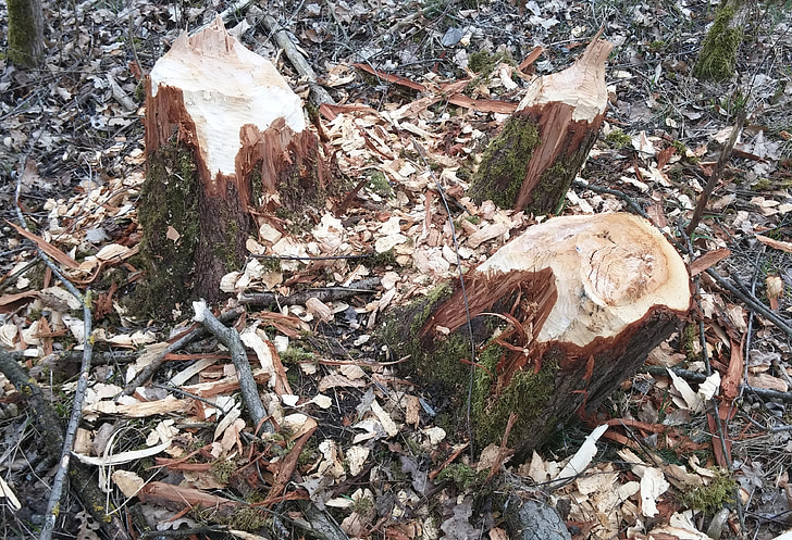 Beaver, kerusakan Beaver, berang-berang menggerogoti di inn, Neuötting, Sungai, musim semi, pohon
