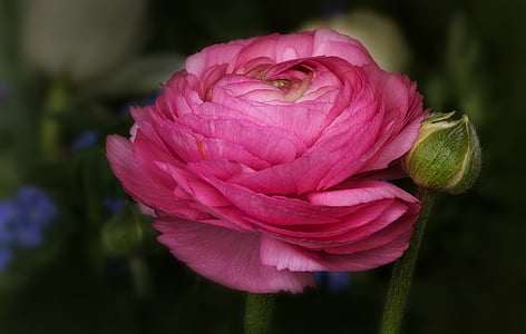 Ranunculus, blomma, Rosa, våren, Ranunculus asiaticus, ros på våren, Ranunkelväxter