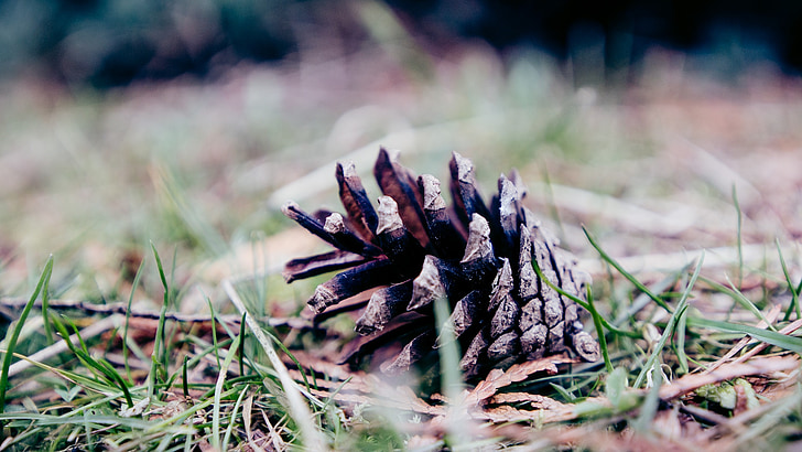 pine cone, ground, grass, nature, forest, cone, brown