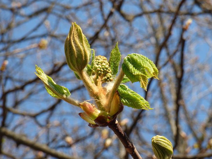 chestnut, spring, nature, flower, sprig