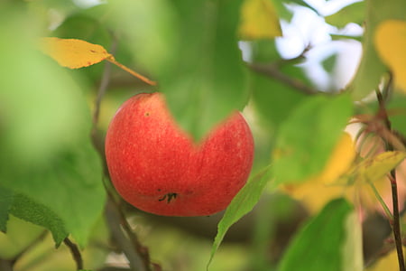 apple, red, green, fruit, garden, autumn