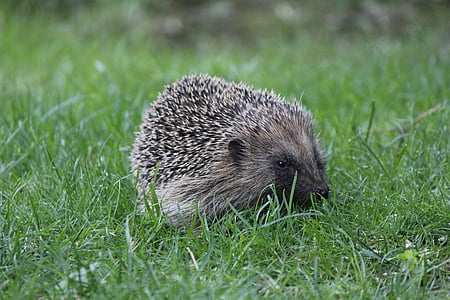 hedgehog, spur, garden, prickly, cute, hibernation, meadow