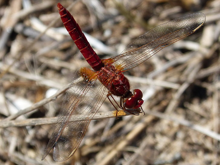 Dragonfly, Ebro delta, žuželke, insektov, narave, živali, živali krilo