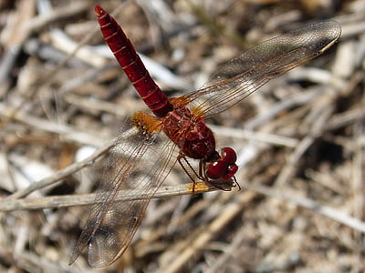 dragonfly, ebro delta, insects, insect, nature, animal, animal Wing