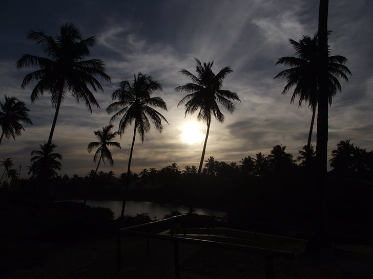 siluetas, nuotrauka, kokoso, medžiai, Saulė, paplūdimys, palmės