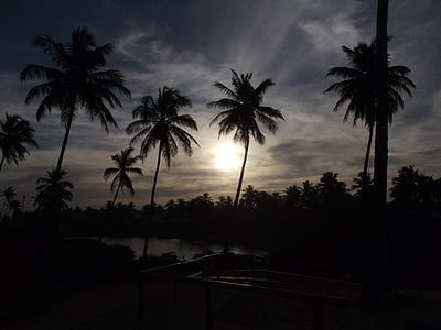 silueta, Foto, Kokos, stromy, slnko, Beach, palmy