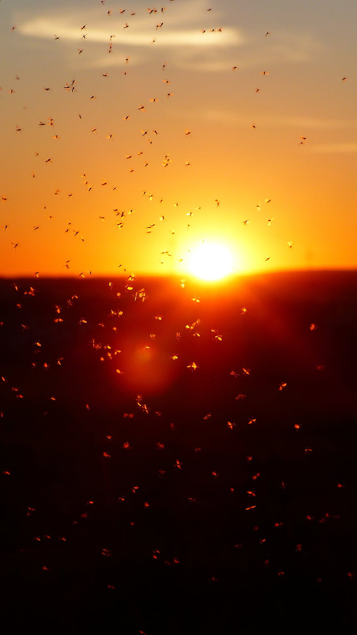 muỗi swarm, swarm, muỗi, fliegenschwarm, Quay lại ánh sáng, côn trùng, không cắn midges