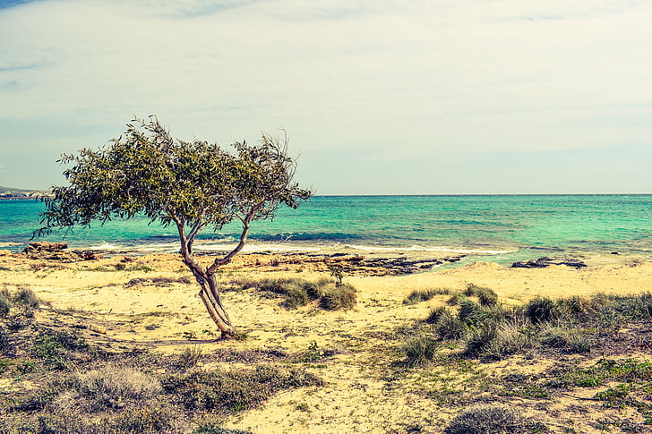 árvore, dunas, mar, praia, natureza, cenário, Horizon