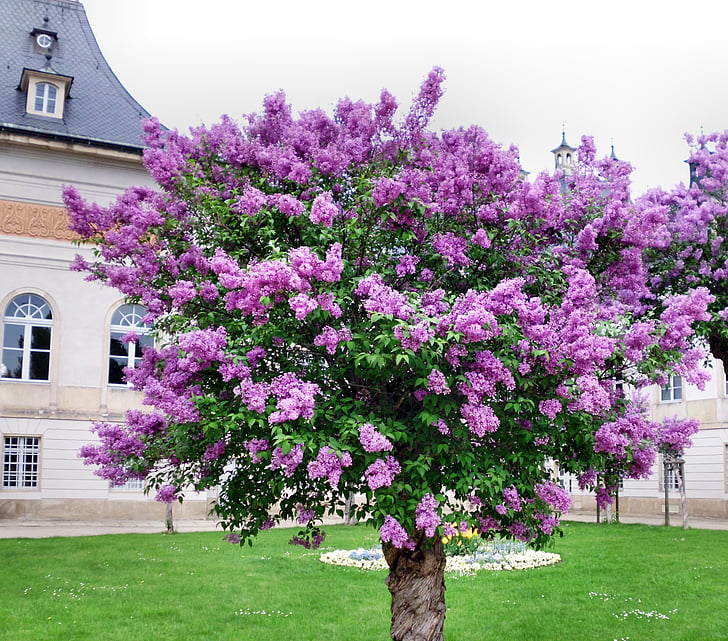 lilac, tree, common lilac, ornamental shrub, blossom, bloom, flower