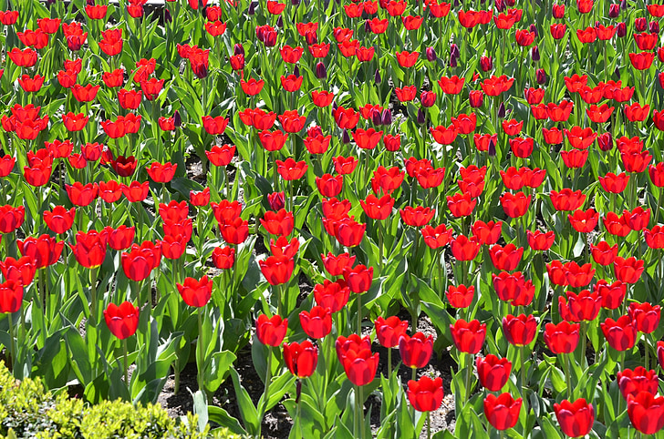 cvijeće, tulipani, Crveni