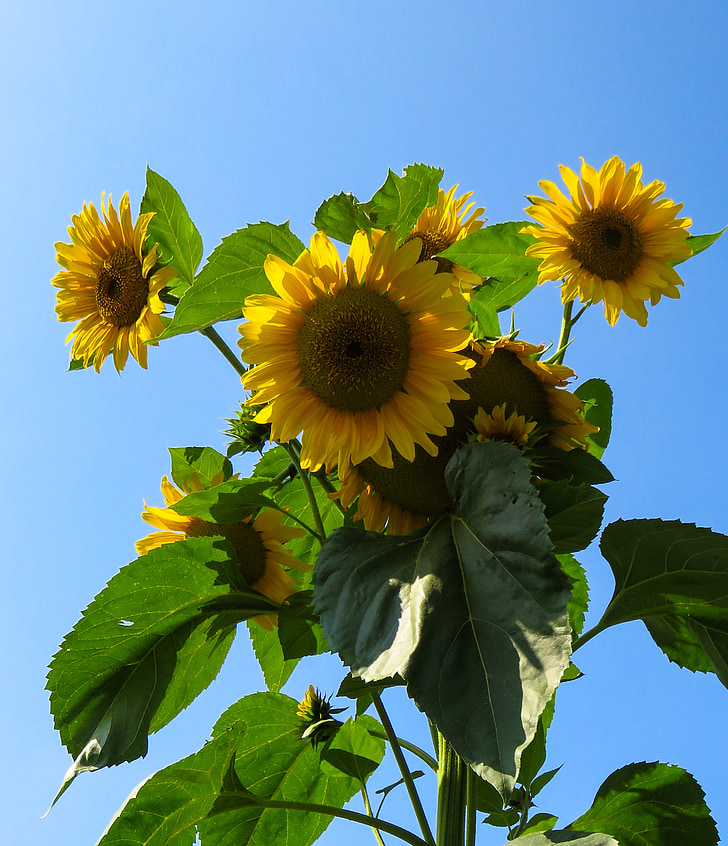 sunflower, summer, yellow, flower, blossom, bloom, garden