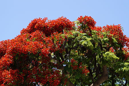 flamboyant, delonix regia, red, flowers, tropics, bright, summer