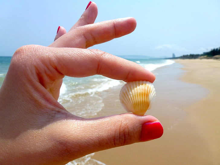 plaža, Morska školjka, nokat, laka, ruke, nokat, ruku
