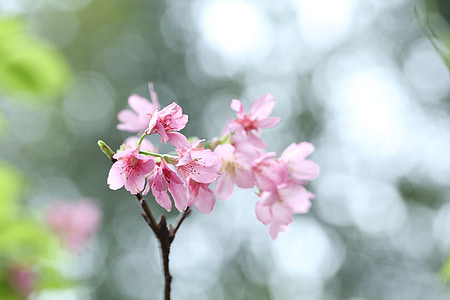flor del cirerer, flor, primavera, Rosa, planta, natura, créixer