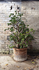 Crassula ovata, ingemaakte plant, geldboom, Succulent, rustiek, muur, baksteen