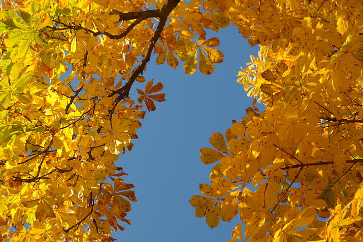 amarelo, dia, Outono, céu, castanha, folhas, Outono, queda